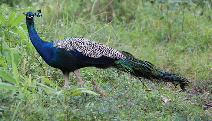 Tholpetty Wildlife Sanctuary