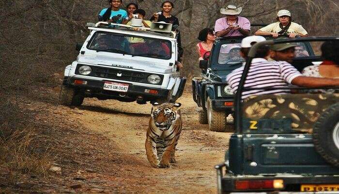 tiger safari ludhiana distance