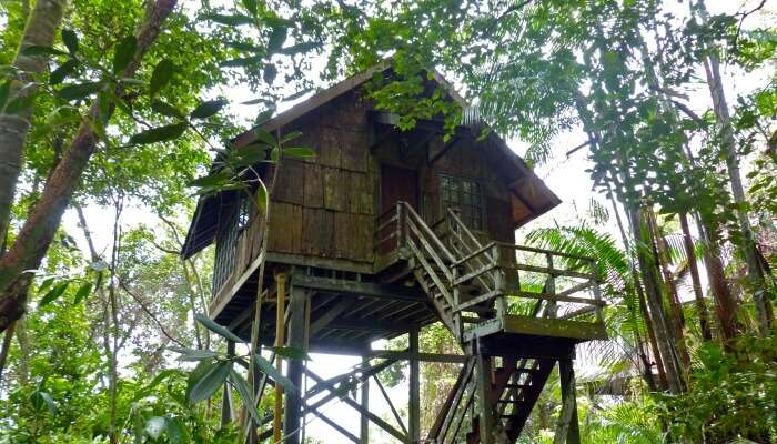 Tree House in Gokarna 