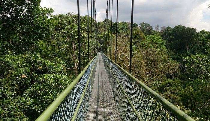 scenic views of the rainforests 