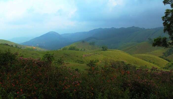 Mesmerising Vagamon Meadows