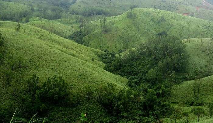 tea plantations everywhere