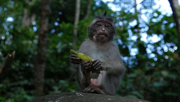 Visit The Monkey Forest