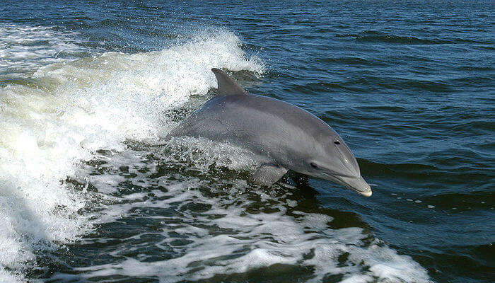 Watch Dolphins At Port Stephens