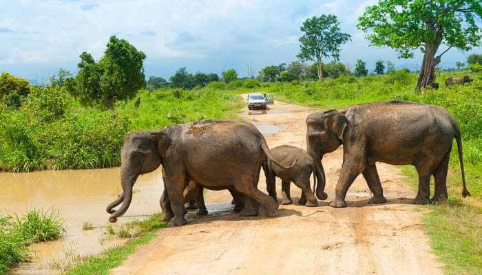 Watch Elephants