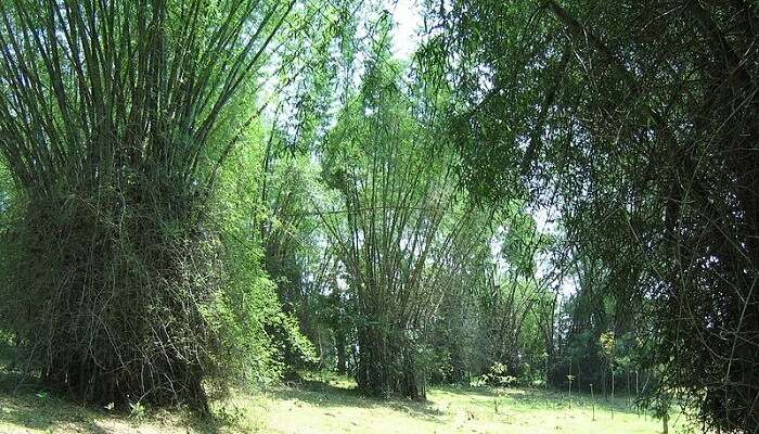 Wayanad Bamboo Forest