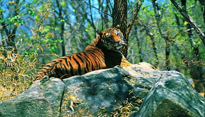 7 Places To Visit Near Bandipur That You Cannot Miss On Your 2022 Trip!