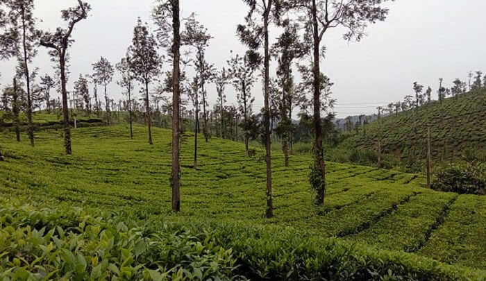 pleasant weather in Coorg