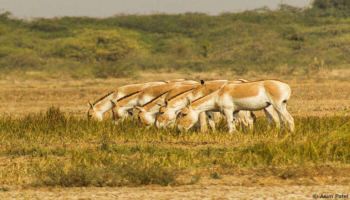 15 Best Wildlife Sanctuaries In Gujarat For The Nature Lovers In 2023!