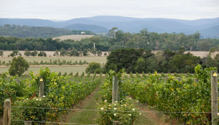 Winery Tour In Yarra Valley