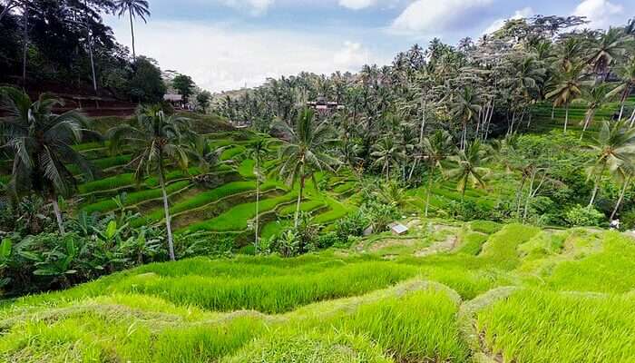 Tegalalang Rice Terrace