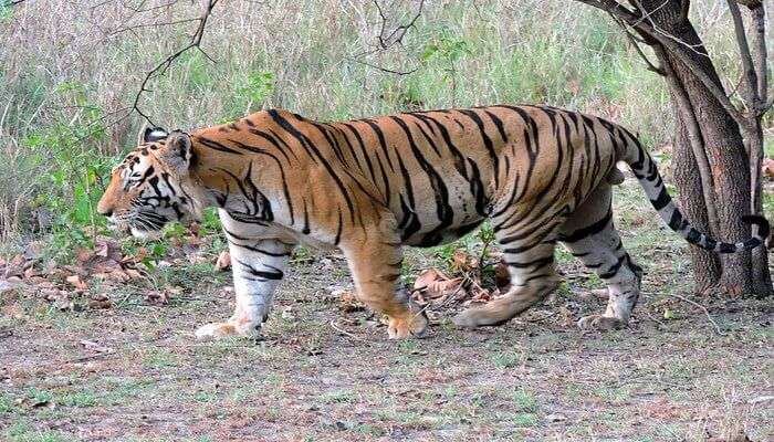 Witness Wildlife At Gulmarg Biosphere Reserve