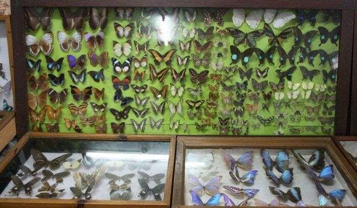 butterfly museum