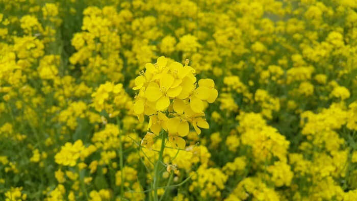 mustard flower