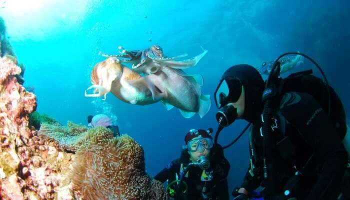 scuba diving in Surin Islands