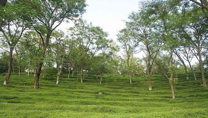 tea garden in Dharamshala