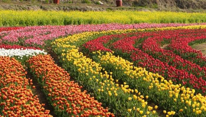 tulip field