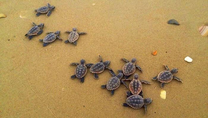 turtle nesting