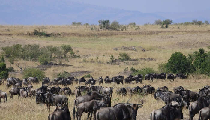 wildebeest