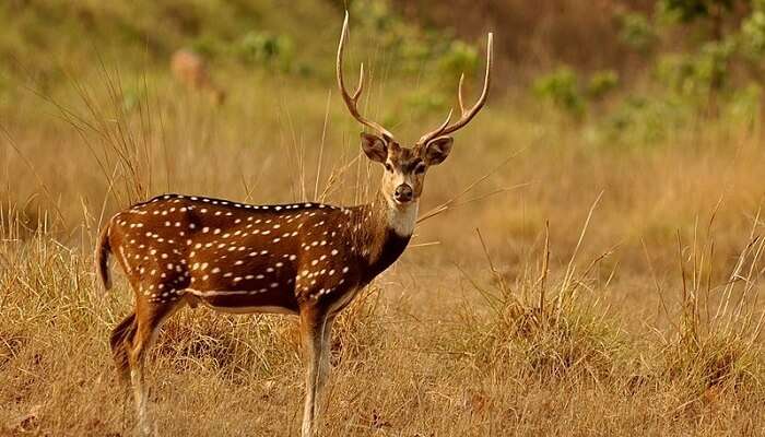 7 Best Wildlife Sanctuaries In Uttarakhand One Must Visit In 2022!