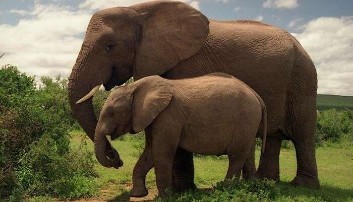 Addo Elephant National Park