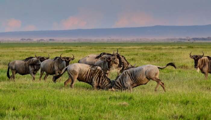 get a glimpse of the best wildlife