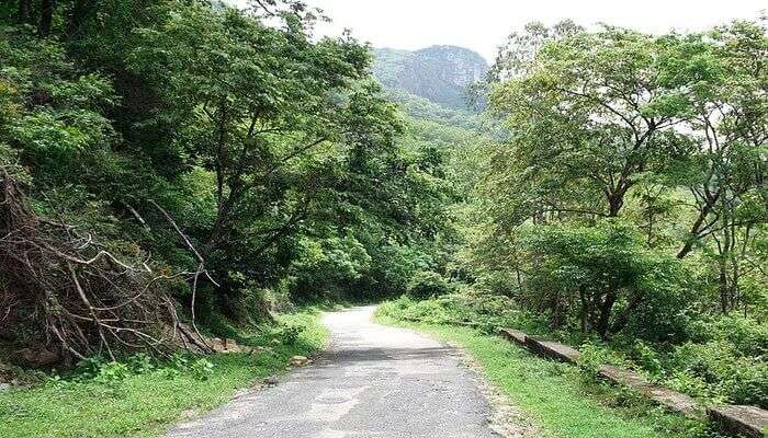 way to the tiger reserve