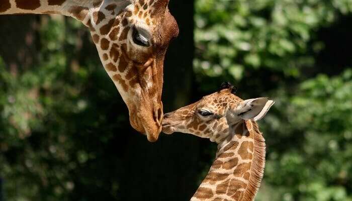 Zoos in Netherlands