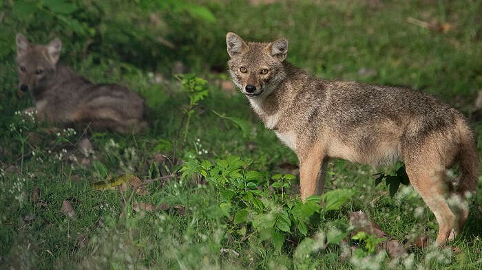 Bandipur National Park