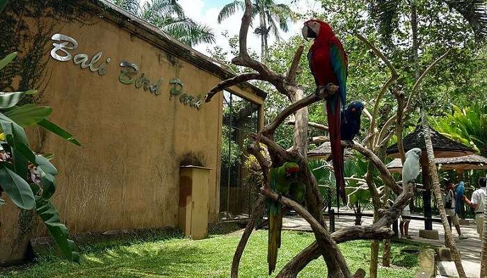 Bali Bird Park