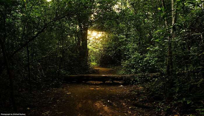 Bhoothathankettu Trekking