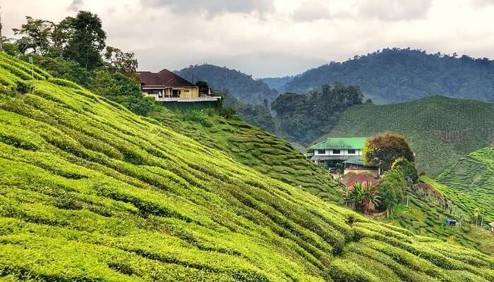 lush greenery