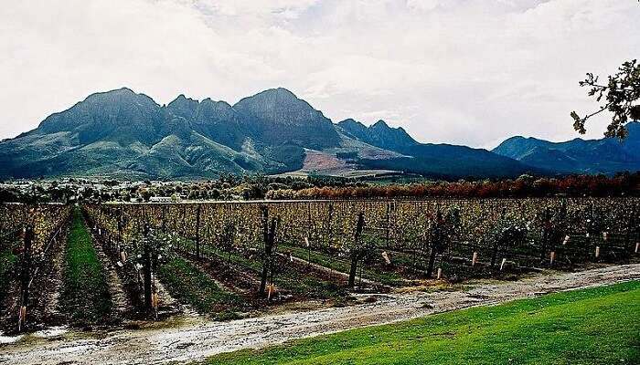 Cape Winelands