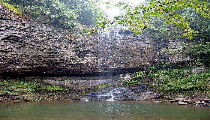 a beautiful forest park