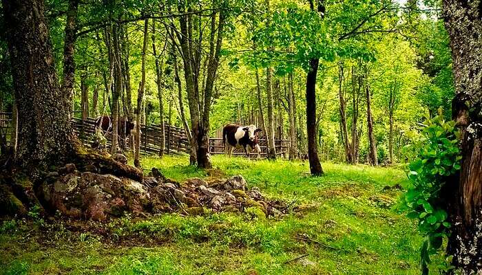 forest view