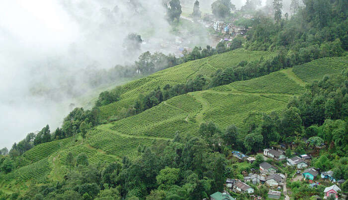 Darjeeling Tea Estates