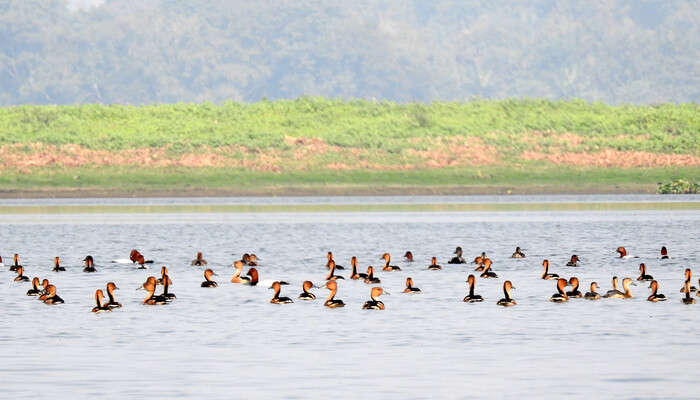 Deepor Beel Bird Sanctuary