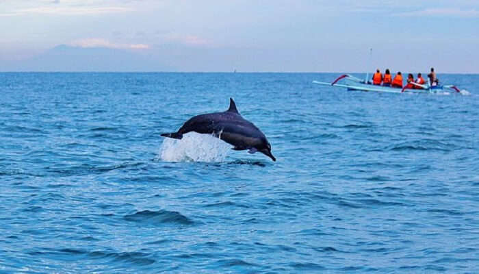 see the dolphins underwater