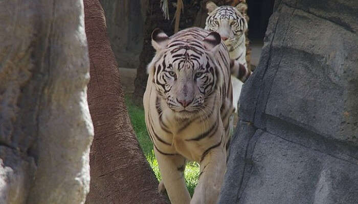 Emirates Park Zoo In Abu Dhabi