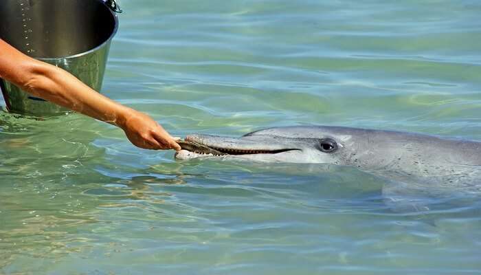 Feed Dolphins At Tangalooma Island Resort