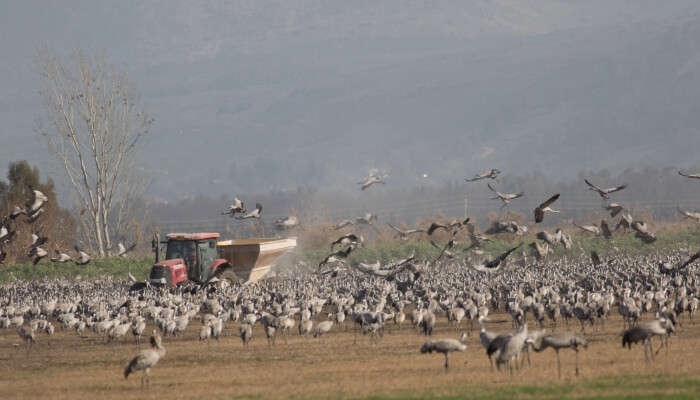 cranes