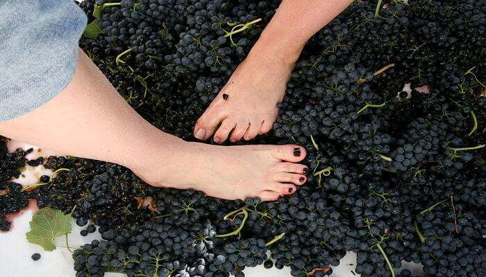 Grape Stomping