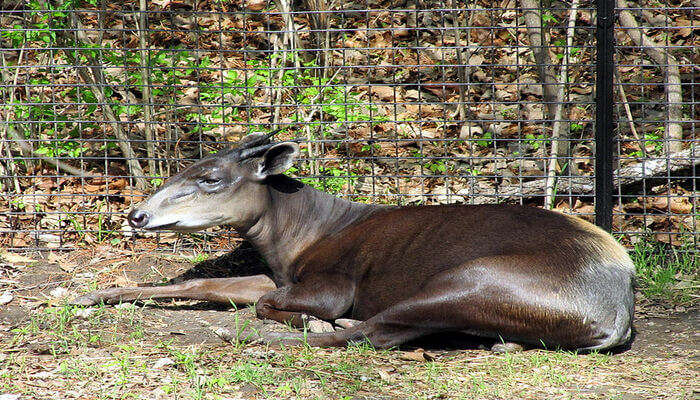 4 Amazing Wildlife Sanctuaries In Tripura That One Should Visit In 2022!