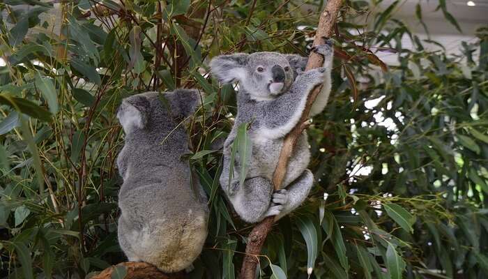 Holding A Koala At Lone Pine Koala Sanctuary