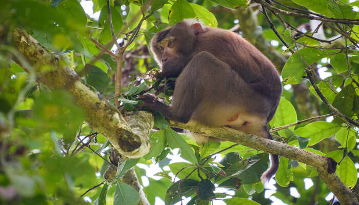 Hoollongapar Gibbon Sanctuary