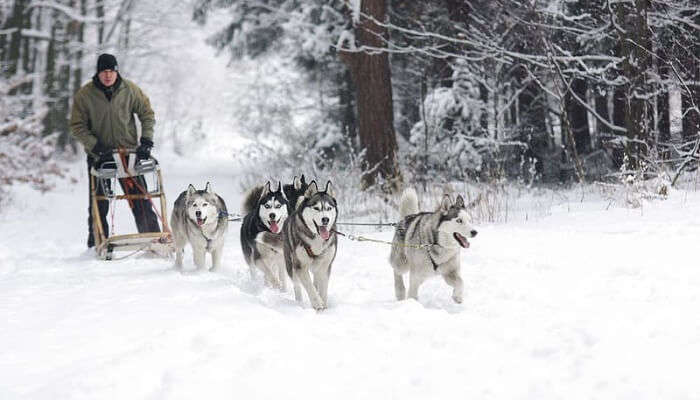 Husky Sled Ride