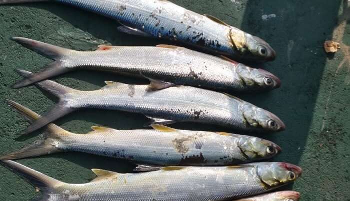  fishing at Habarana 