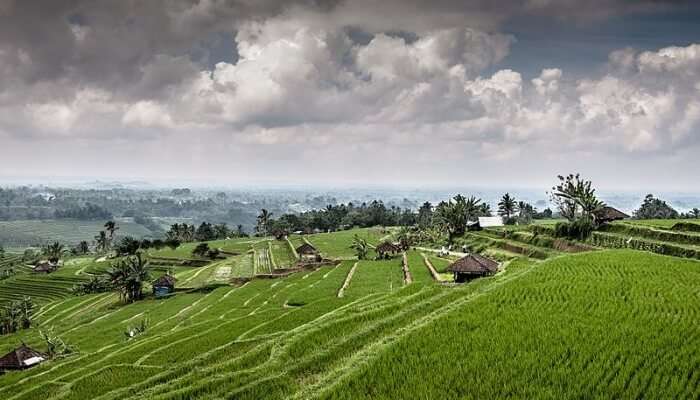 Jatiluwih Green Land