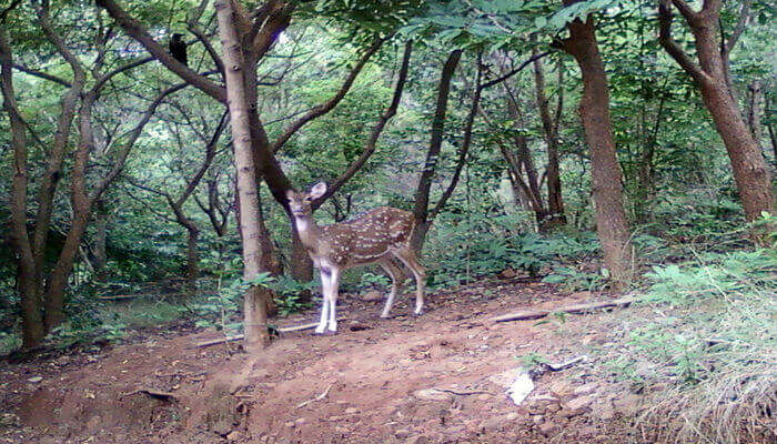 Kambalakonda Wildlife Sanctuary