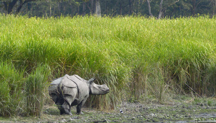 Kaziranga National Park